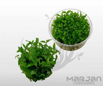 گیاه استاروجین ریپنس Staurogyne Repens