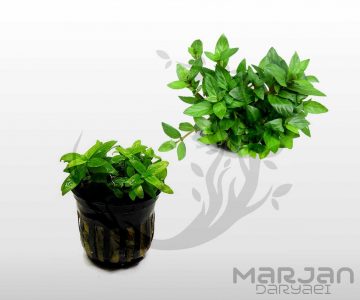 گیاه استاروجین ریپنس Staurogyne Repens