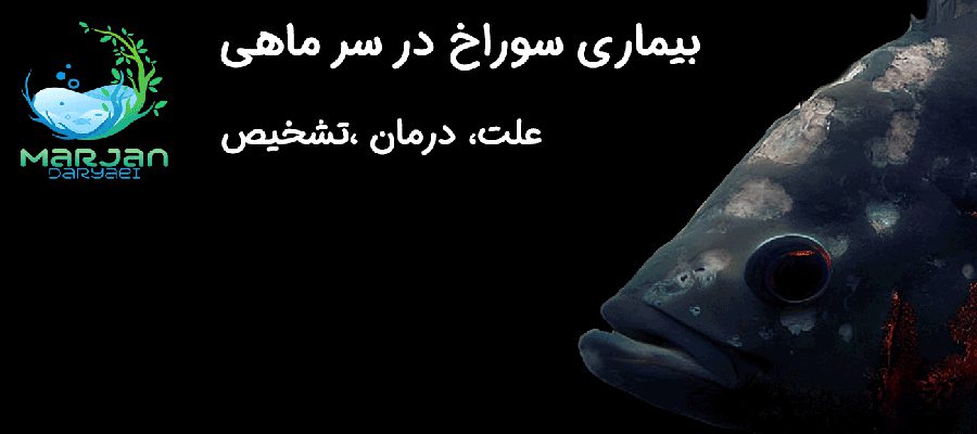 بیماری سوراخ در سر - مرجان دریایی