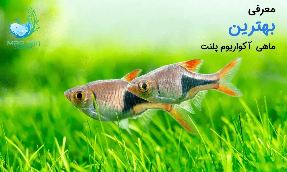 ماهی مناسب آکواریوم پلنت