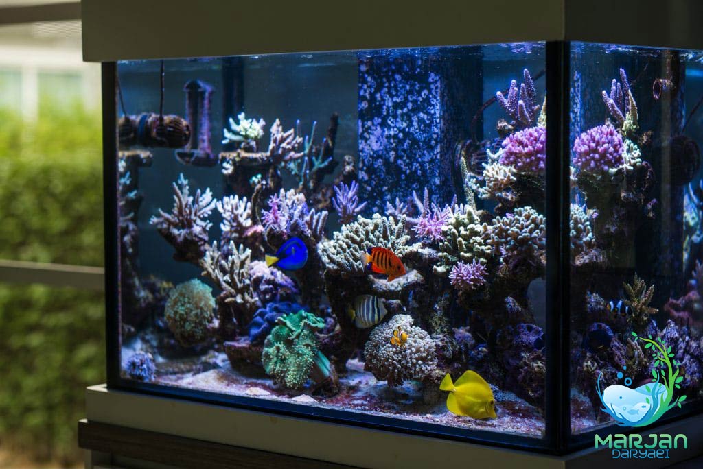 آکواریوم آب شور | مرجان دریایی