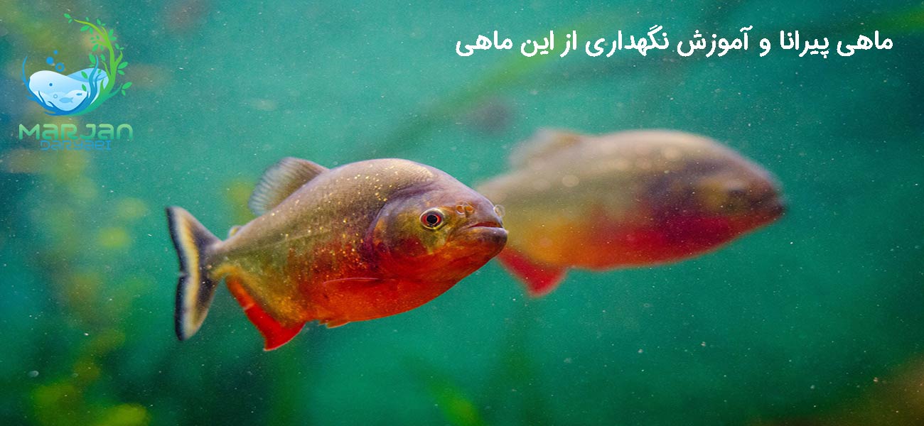 ماهی پیرانا | مرجان دریایی