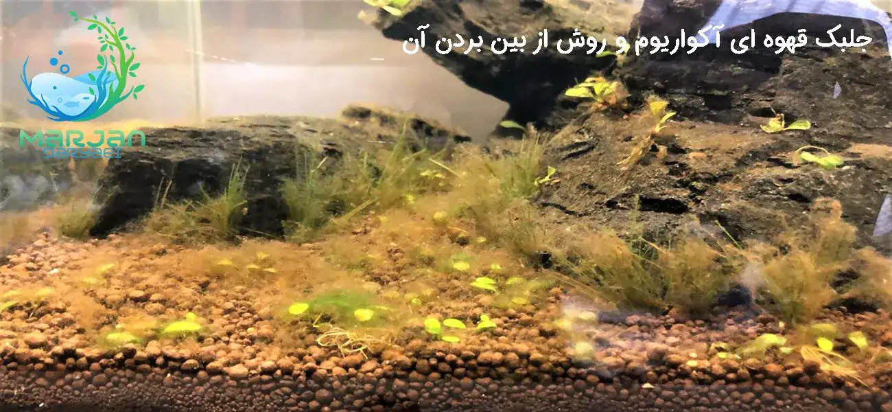 جلبک قهوه ای آکواریوم - مرجان دریایی