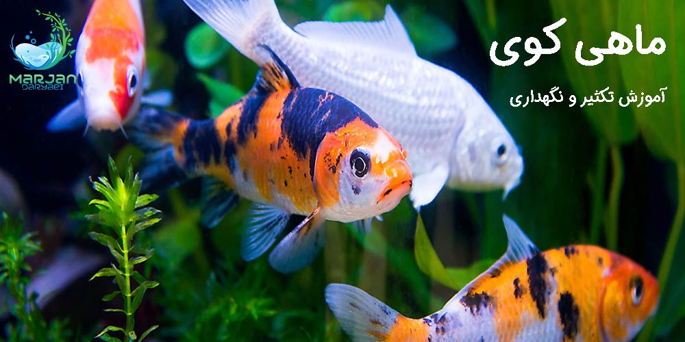 ماهی کوی | مرجان دریایی