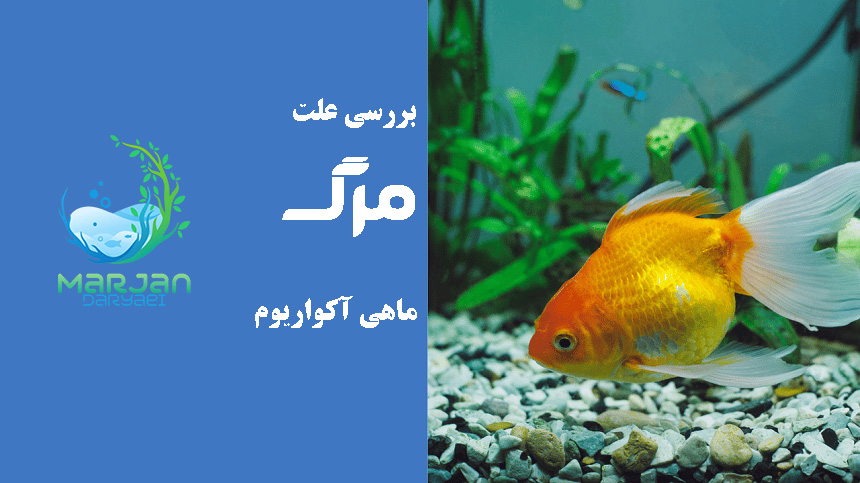دلیل مرگ ماهی آکواریومی