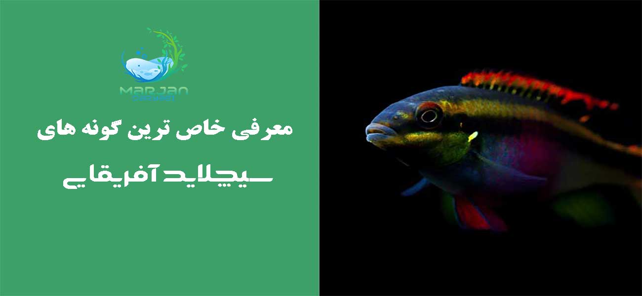 معرفی انواع سیچلاید آفریقایی