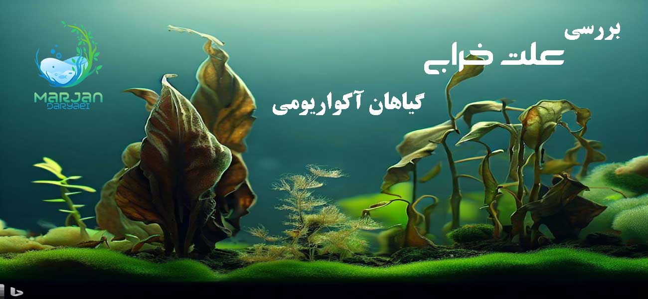 خرابی گیاه آکواریوم