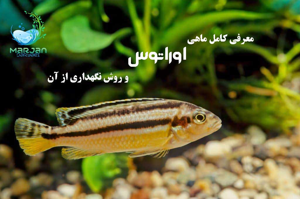 ماهی اوراتوس
