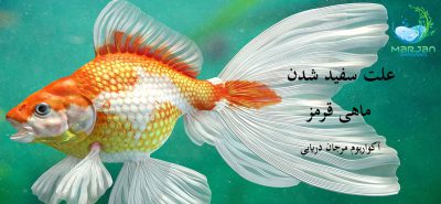 علت سفید شدن ماهی قرمز