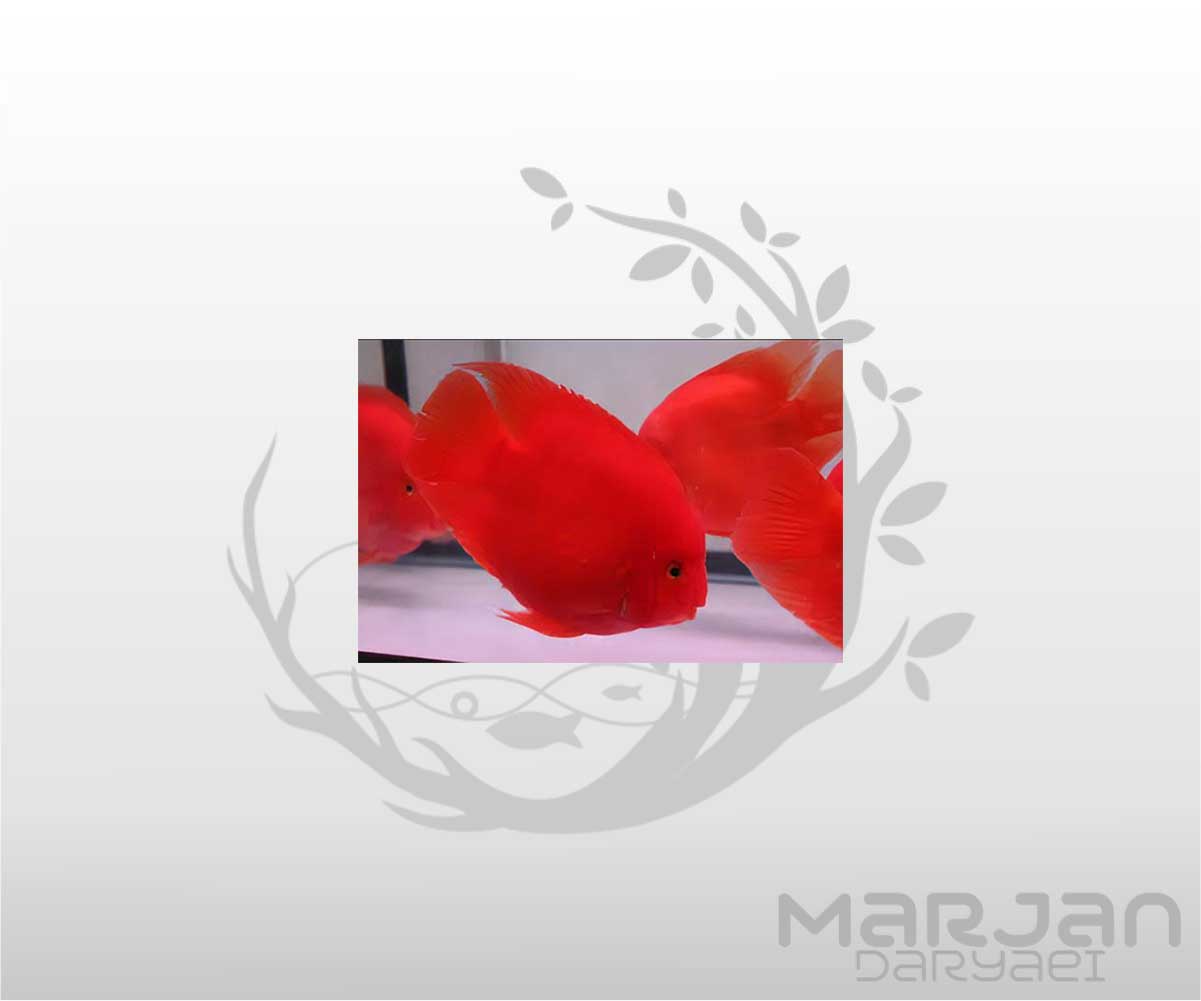 ماهی کینگ پرت ماهی کینگ پرت