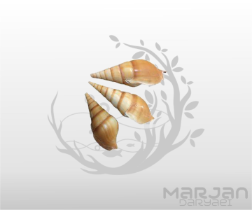 صدف حلزونی دکوراسیون آکواریوم