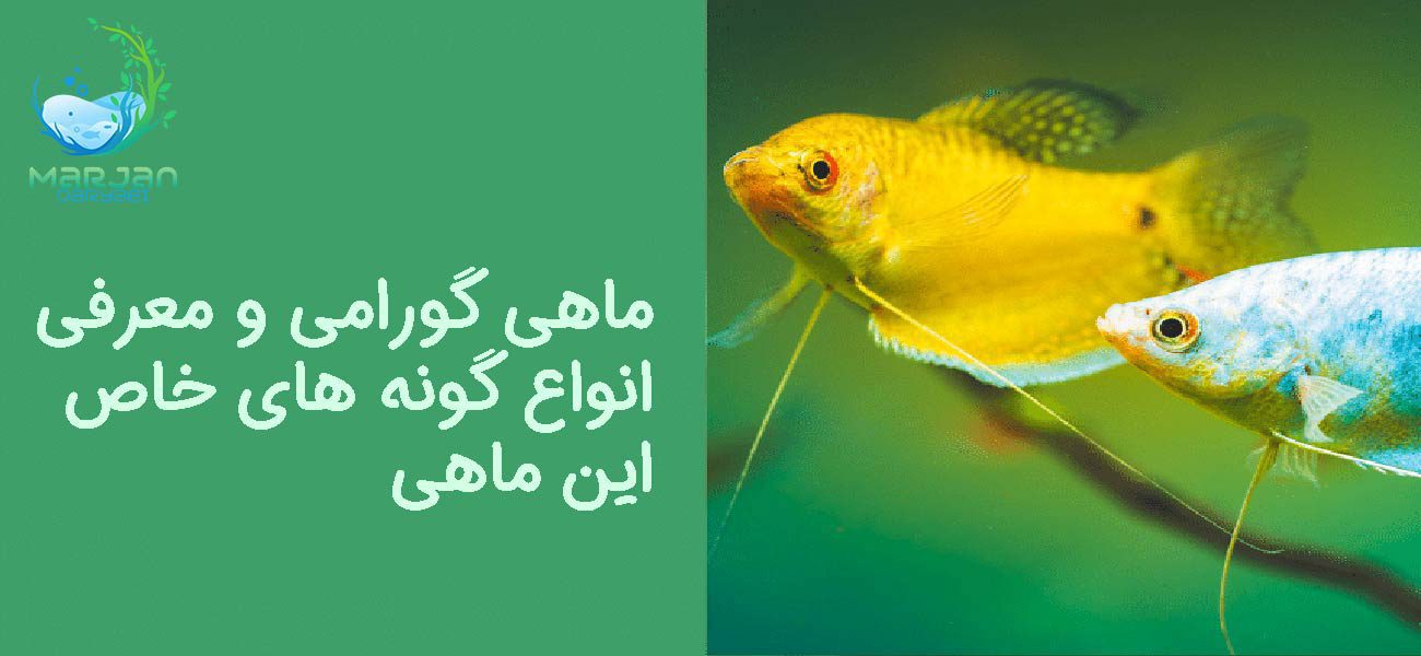 ماهی گورامی و انواع آن
