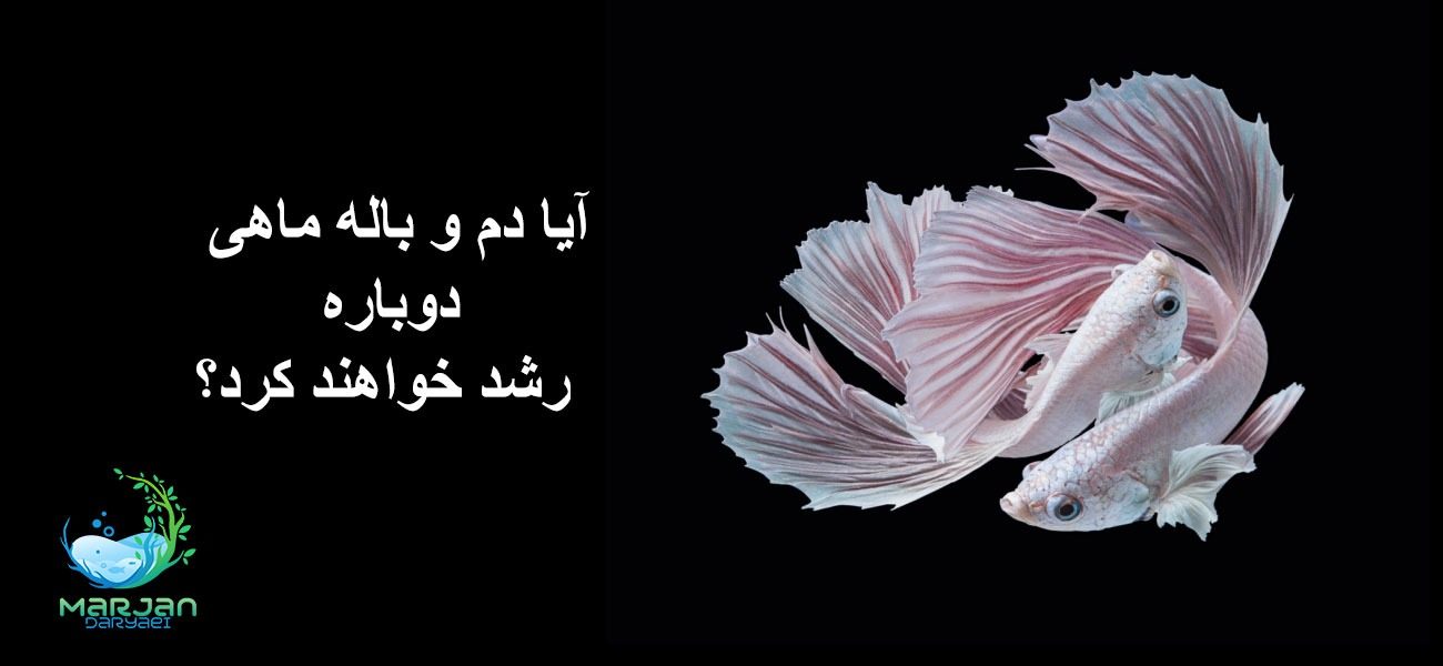 آیا دم و باله ماهی دوباره رشدخواهند کرد؟