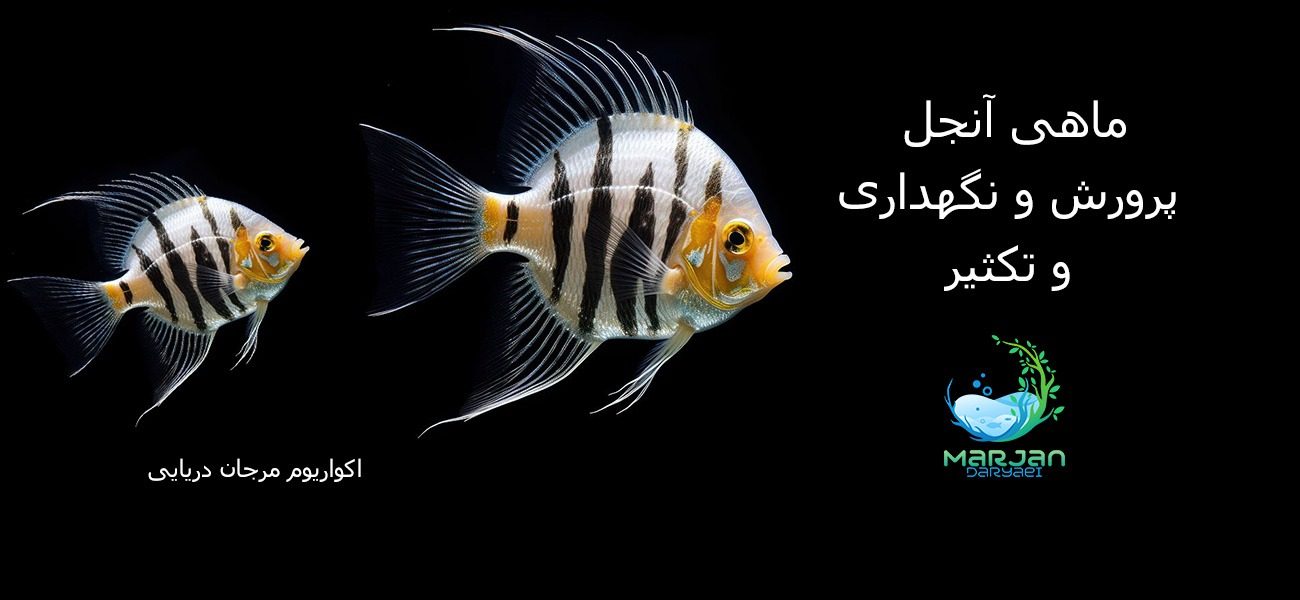 ماهی آنجل 0 تا 100 نگهداری، پرورش و تکثیر