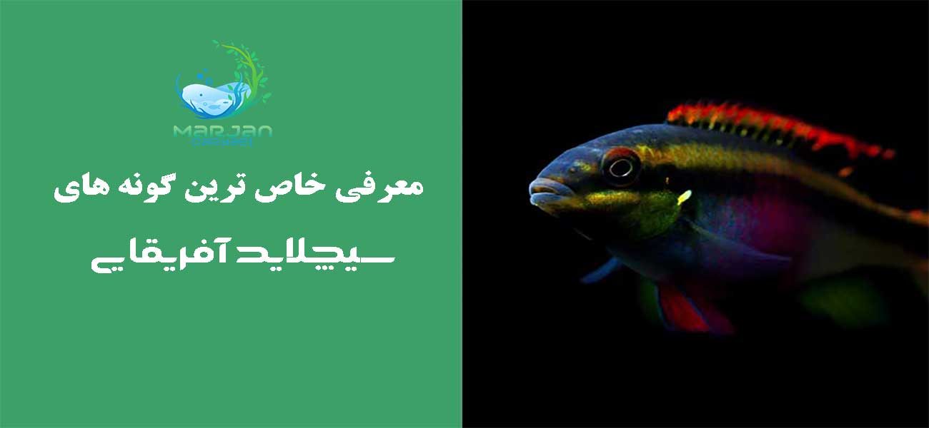 معرفی انواع سیچلاید آفریقایی