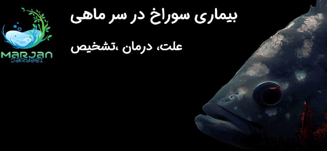 بیماری سوراخ در سر - مرجان دریایی