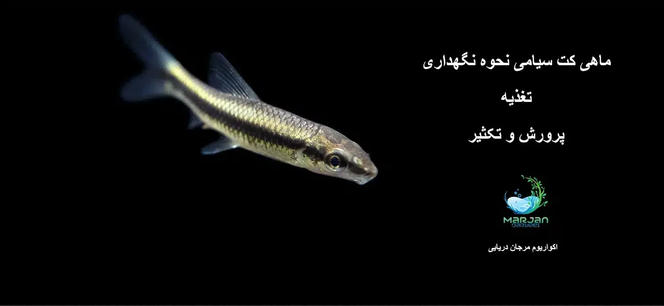 ماهی کت سیامی راهنمای جامع تغذیه، تکثیر و پرورش