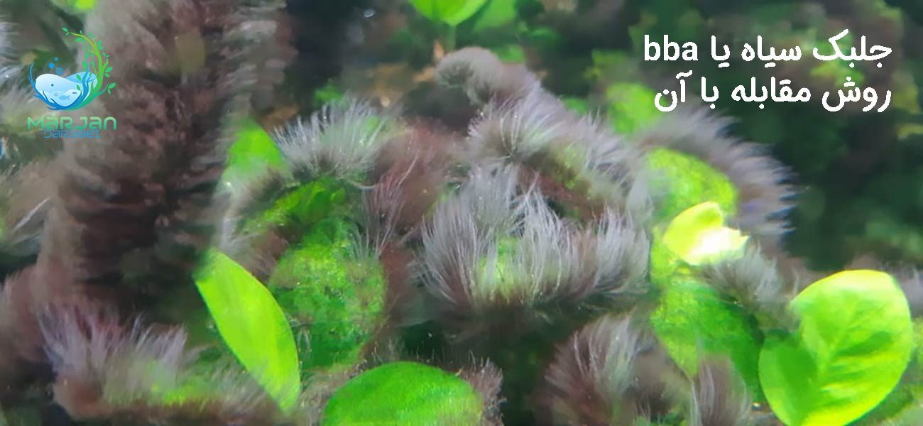 جلبک سیاه یا bba