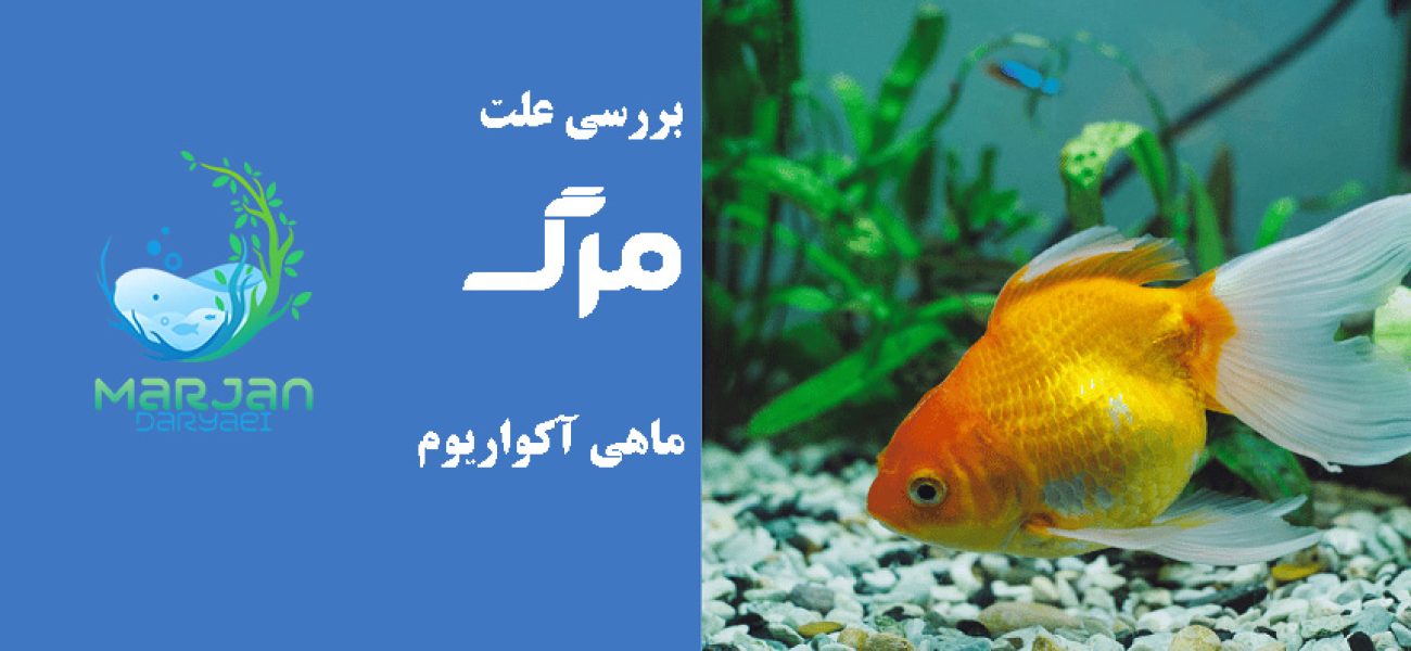 دلیل مرگ ماهی آکواریومی