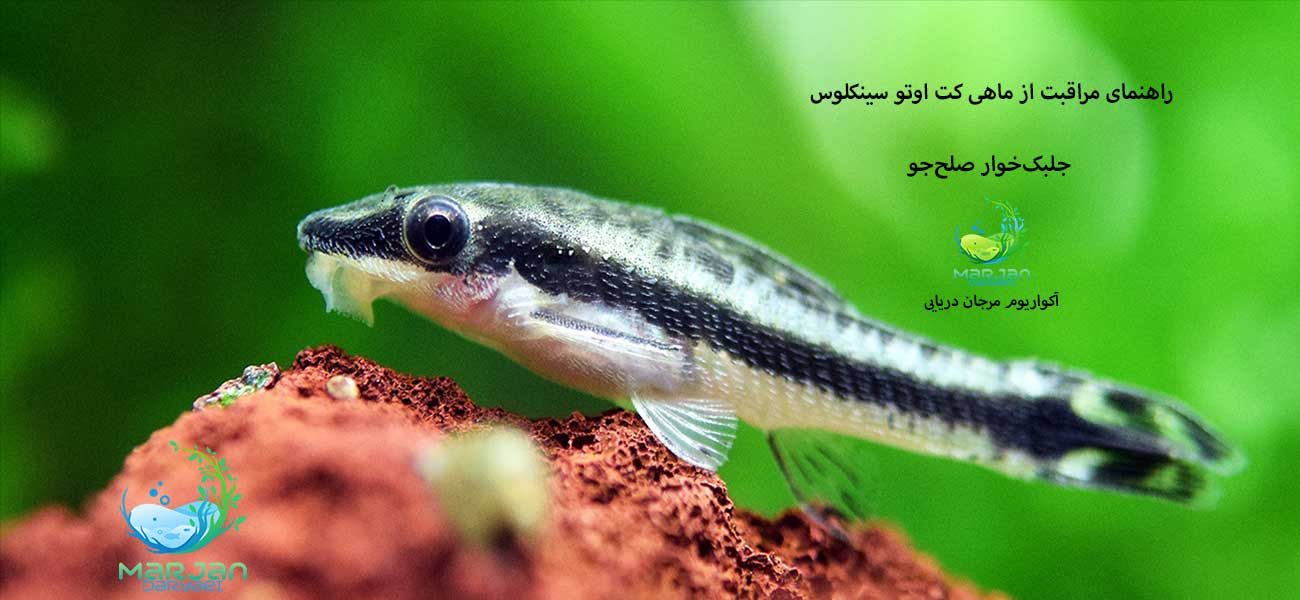 راهنمای-کت-اوتو