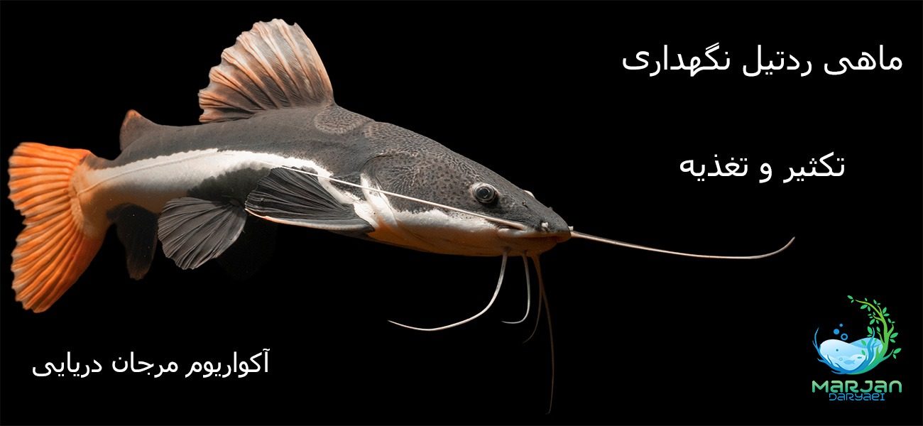 ماهی ردتیل 0 تا 100 نگهداری و تکثیر و تغذیه