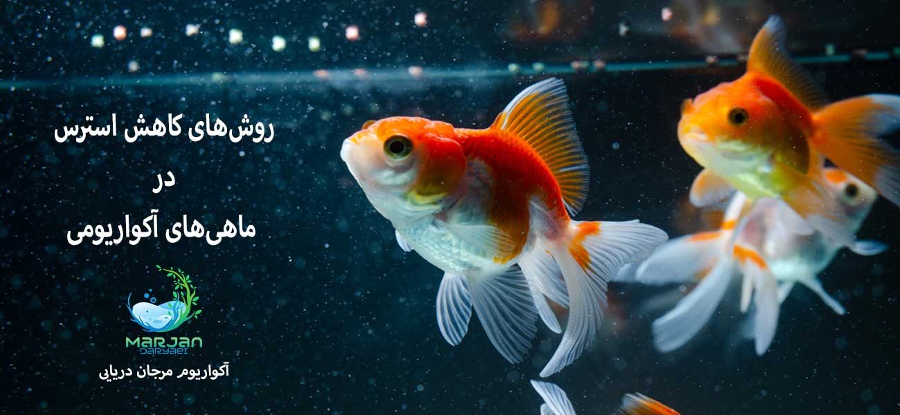 روش-ها-کاهش-استرس-ماهی