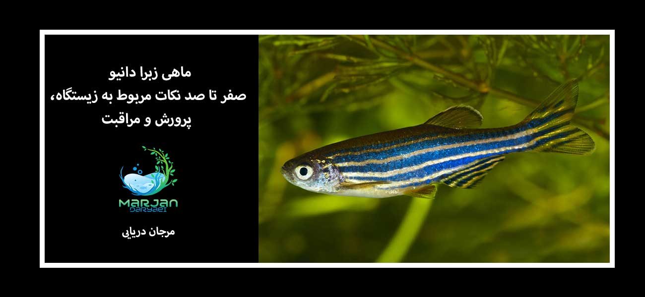 ماهی زبرا دانيو صفر تا صد نکات مربوط به زيستگاه، پرورش و مراقبت
