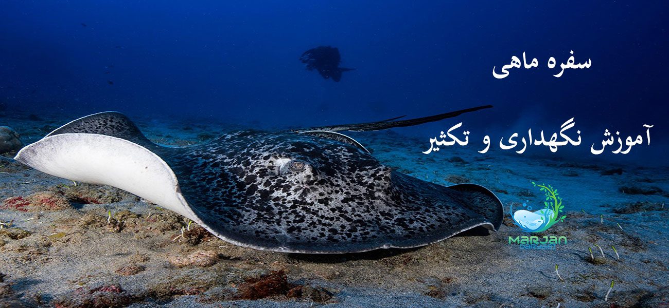 سفره-ماهی-آموزش-نگهداری-و-تکثیر