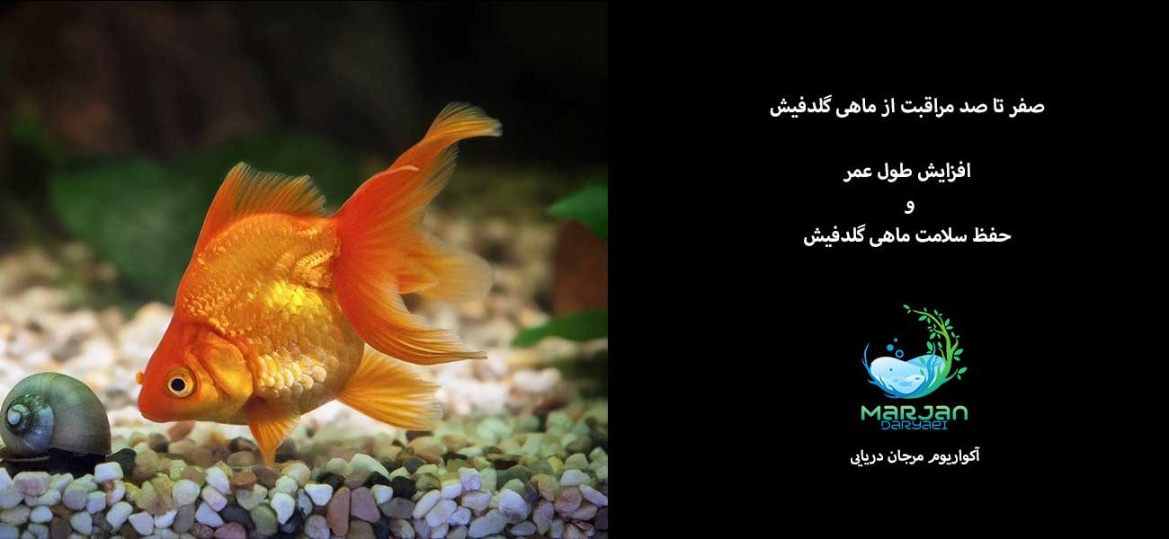 صفر-تا-صد-ماهی-گلدفیش
