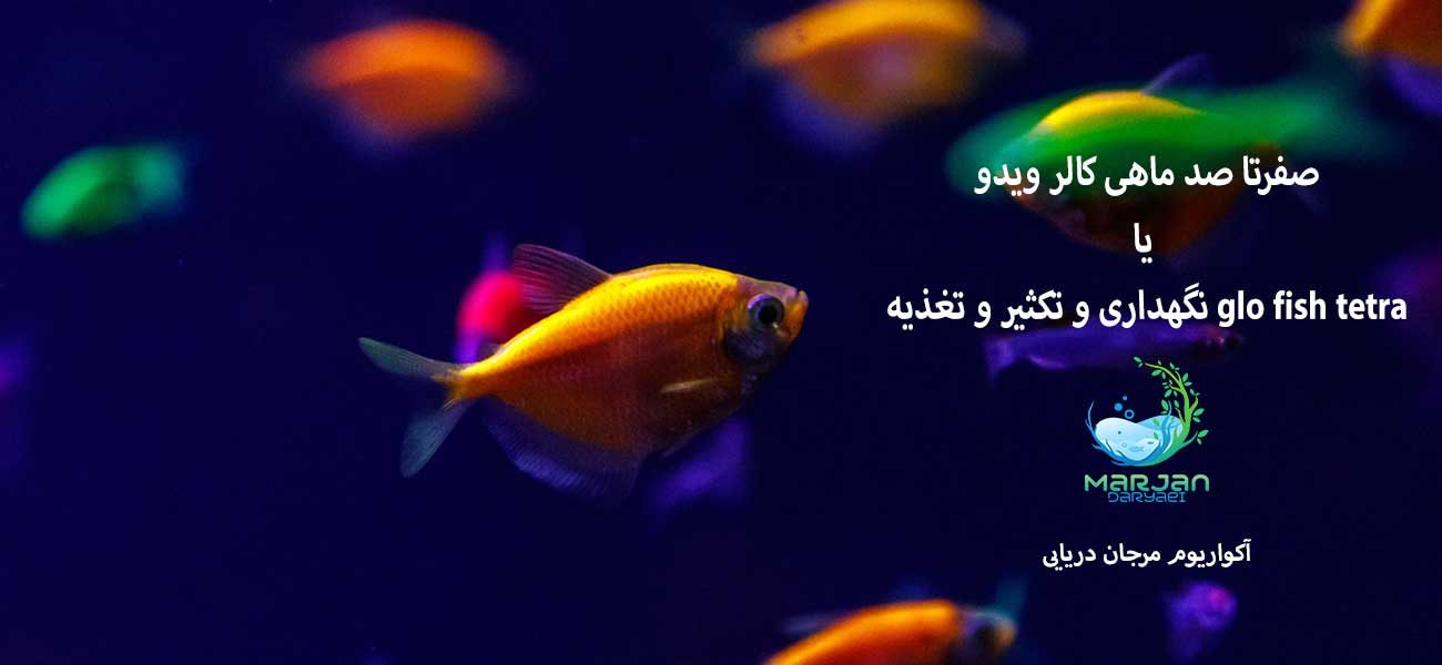 صفرتا صد ماهی کالر ویدو یا glo fish tetra نگهداری و تکثیر و تغذیه