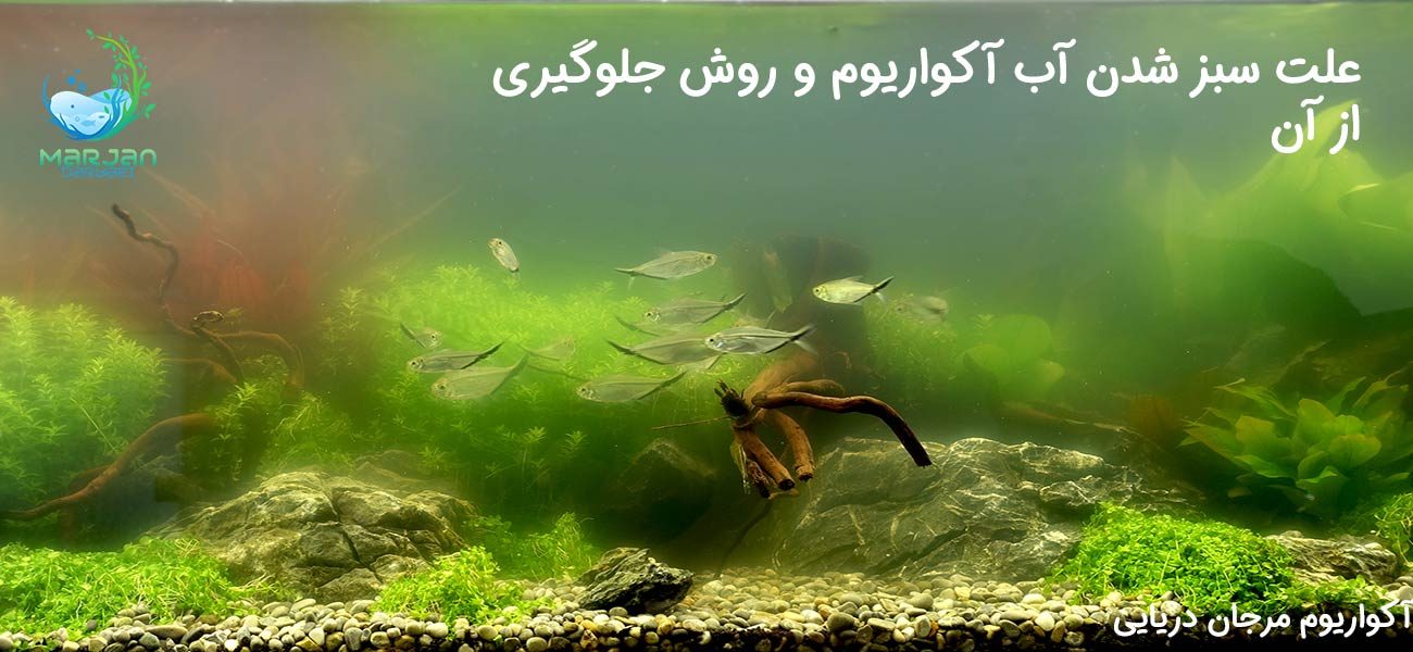 سبز شدن آب آکواریوم