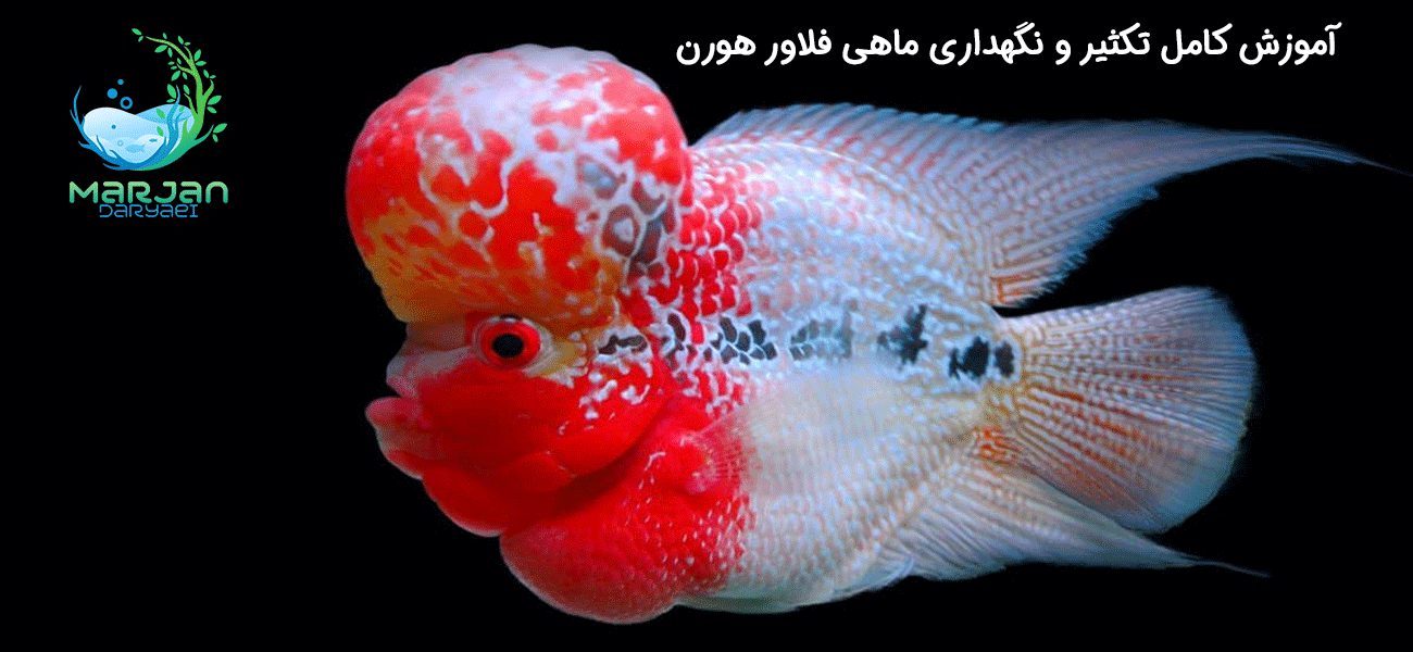 ماهی فلاور هورن
