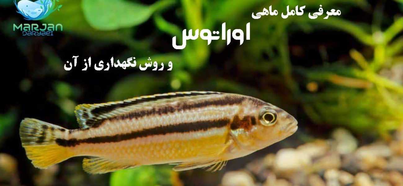 ماهی اوراتوس