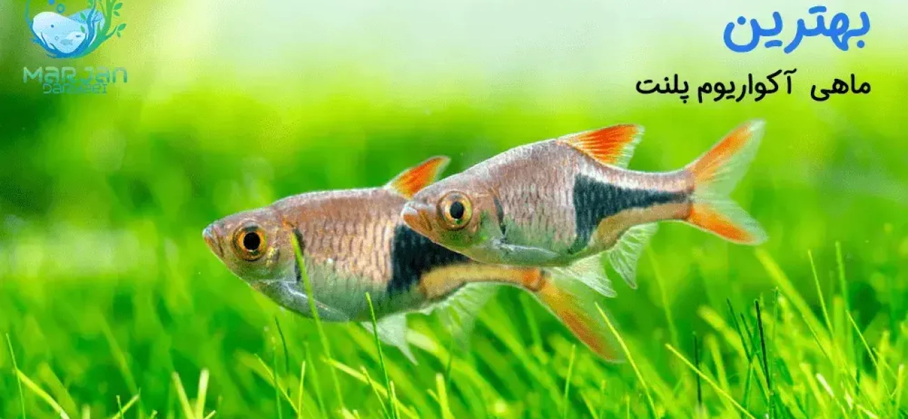 ماهی مناسب آکواریوم پلنت
