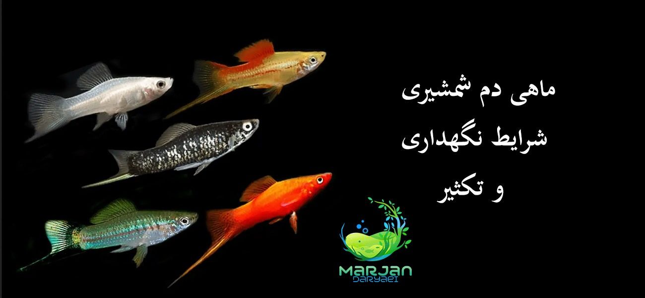 ماهی دم شمشیری یا سواردتیل 0تا 100 نگهداری و تکثیر