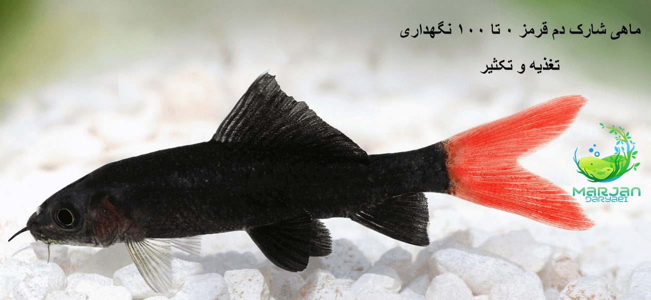 ماهی-شارک