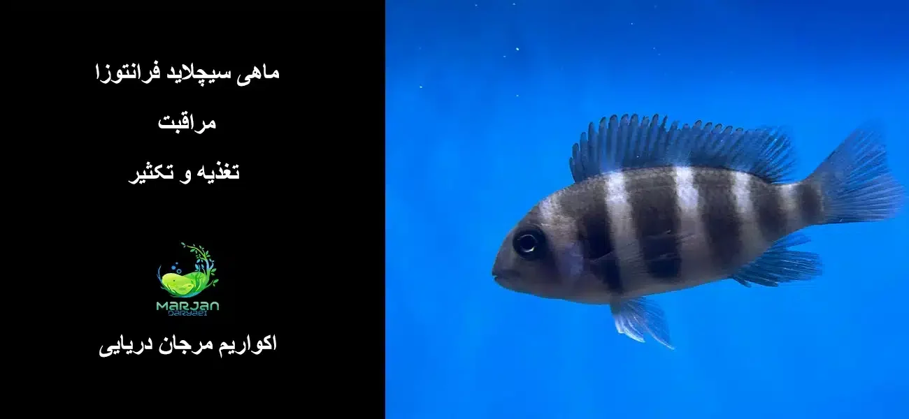 ماهی سیچلاید فرانتوزا مراقبت و تغذیه و تکثیر