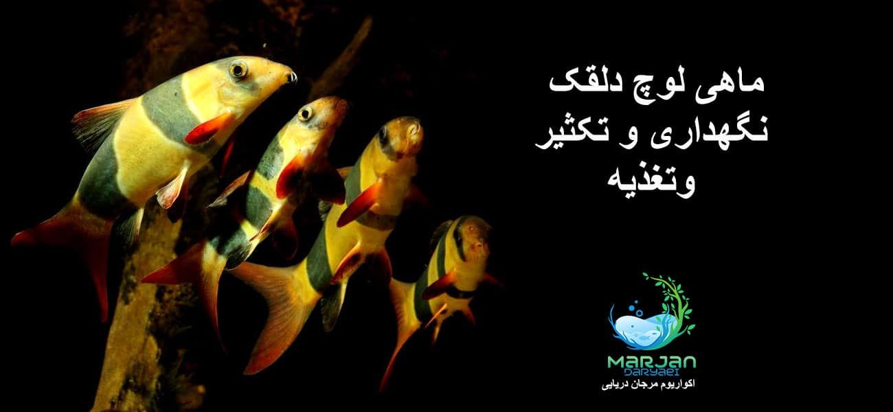 ماهی لوچ دلقک نگهداری و تغذیه و تکثیر