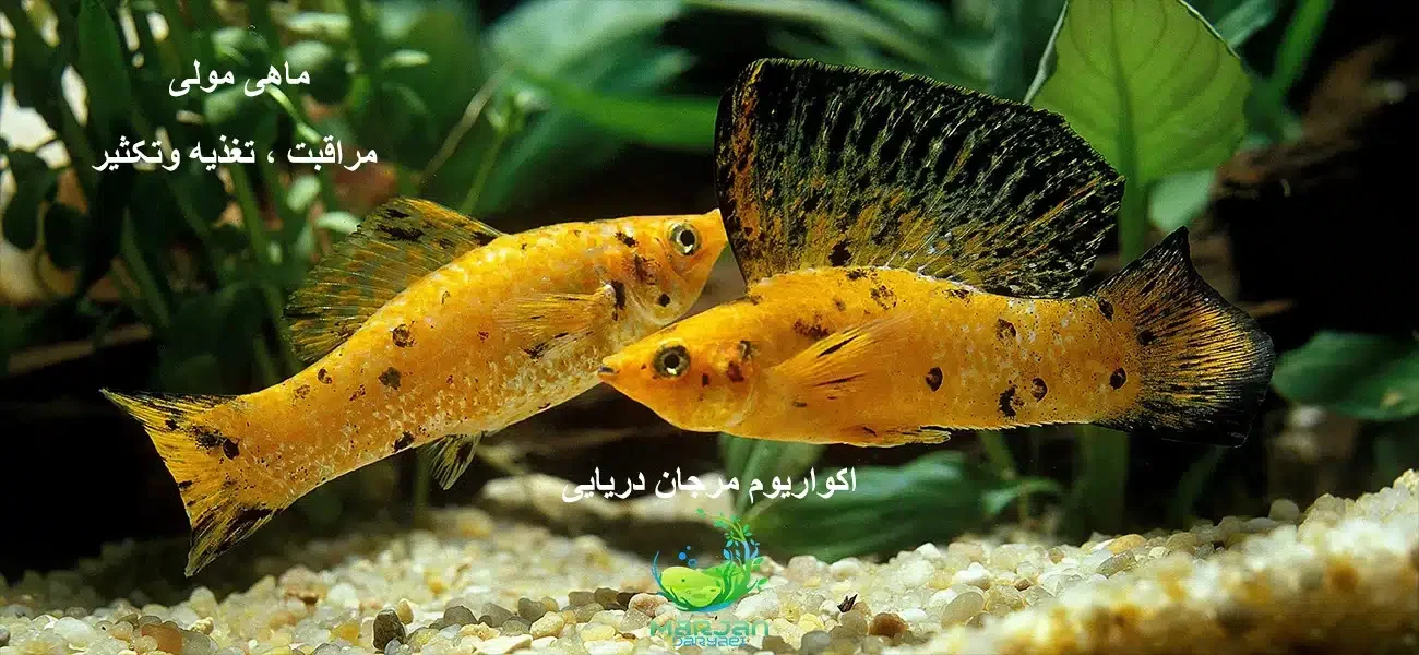 ماهی مولی مراقبت ، تغذیه و پرورش