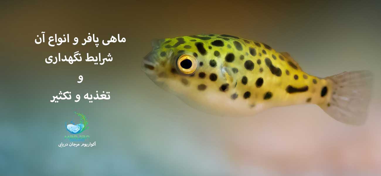 ماهی پافر و انواع آن شرایط نگهداری و تغذیه