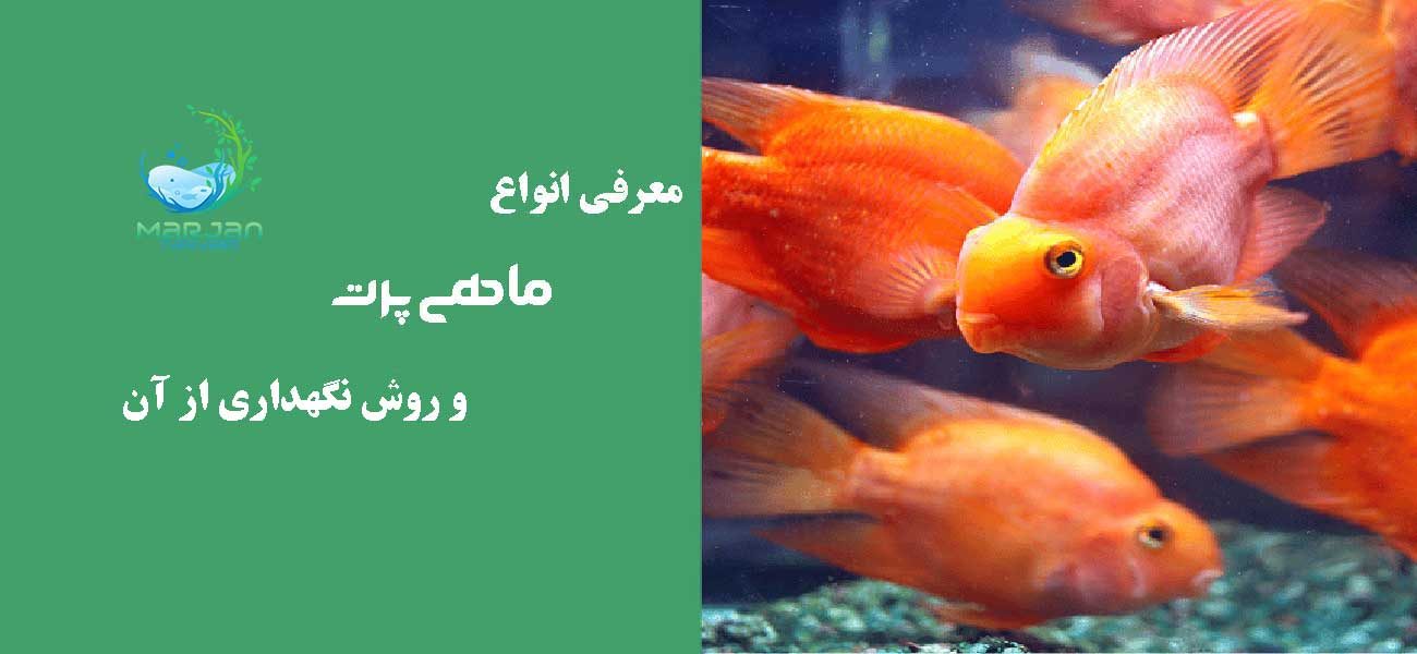 ماهی پرت