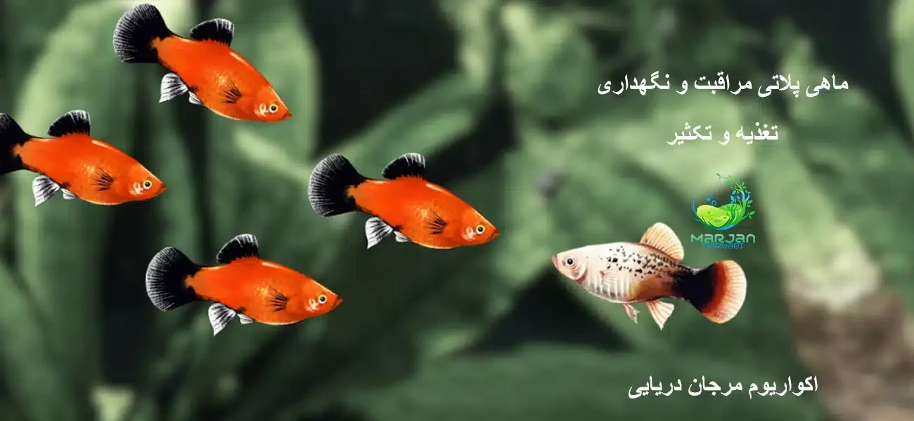 نحوه مراقبت از ماهی پلاتی تغذیه و تکثیر
