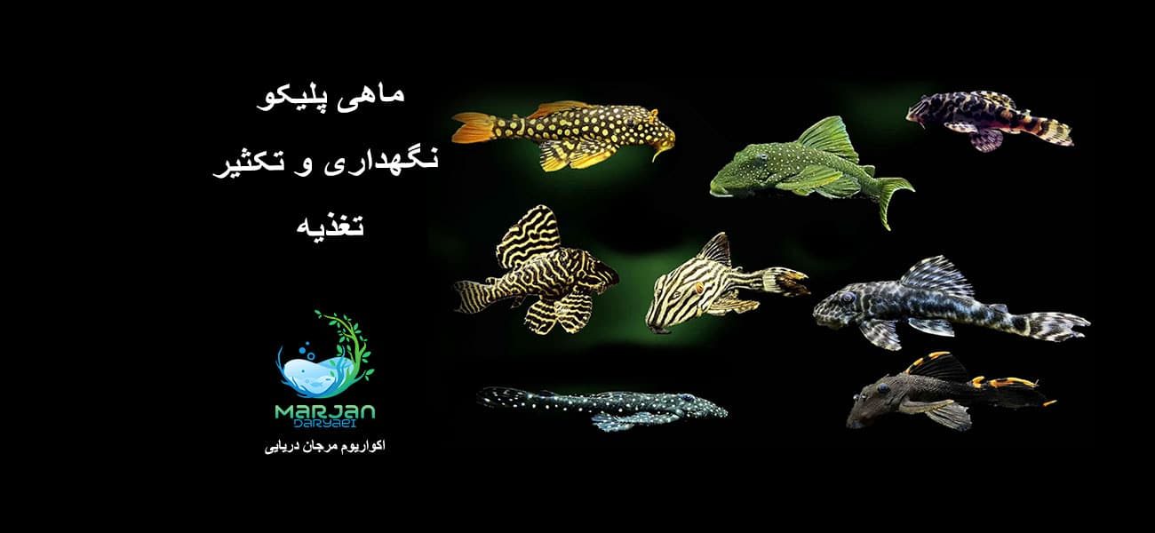 ماهی-پلیکو