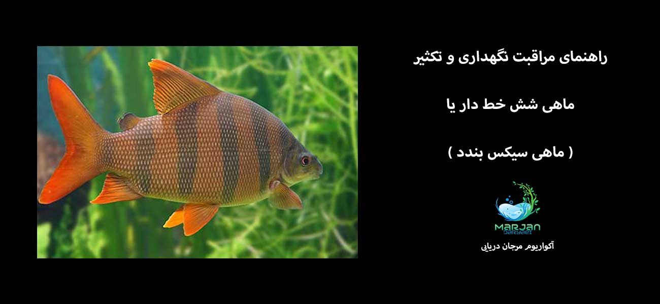 ماهی شش خط دار یا ( ماهی سیکس بندد ) راهنمای مراقبت نگهداری و تکثیر