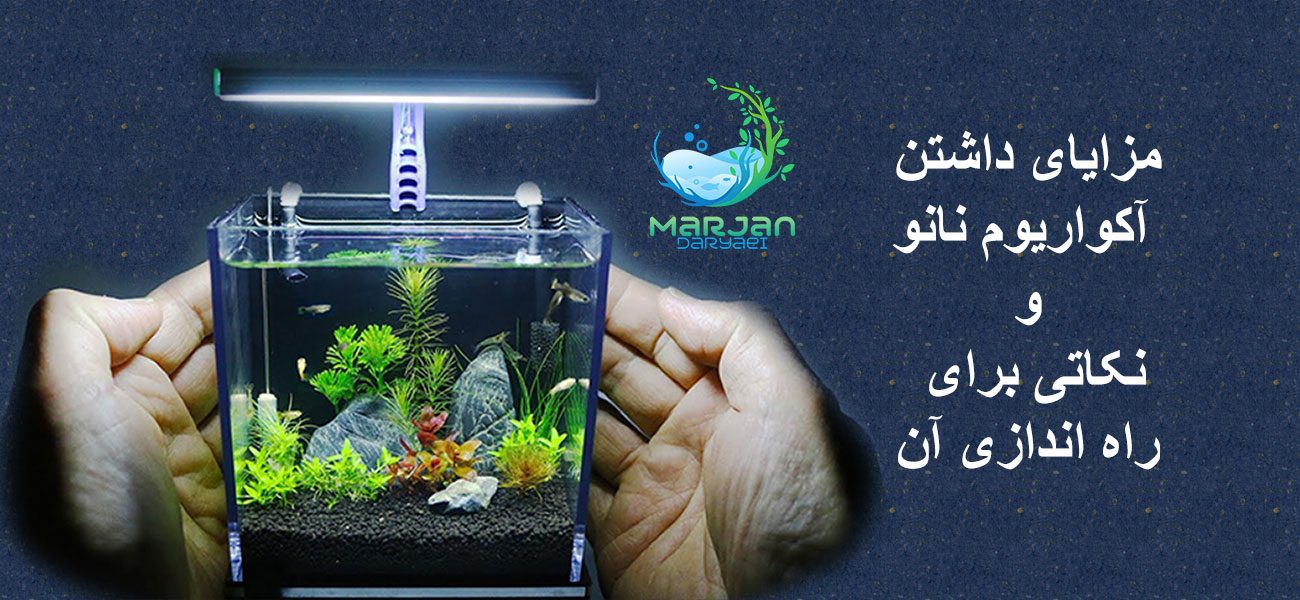 مزایای داشتن آکواریوم نانو و نکاتی برای راه اندازی آن