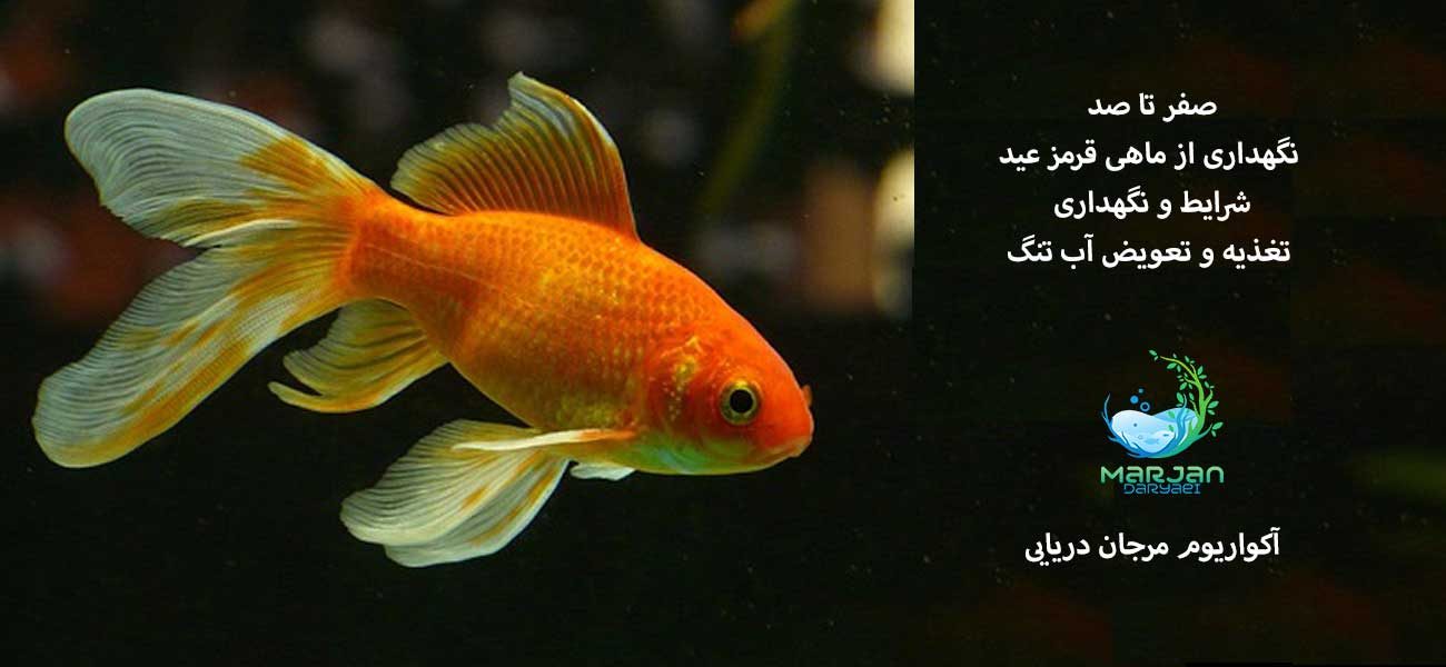 ماهی قرمز عید 0 تا 100 نگهداری