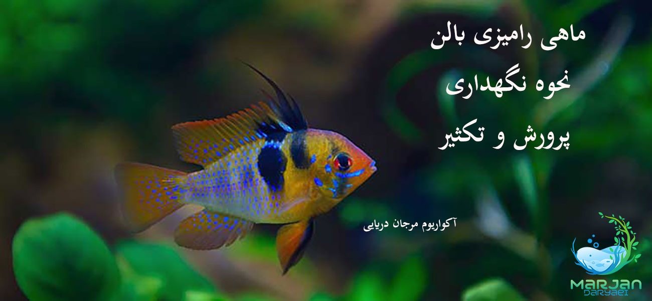 ماهی رامیزی بالن 0 تا 100 نگهداری و تکثیر