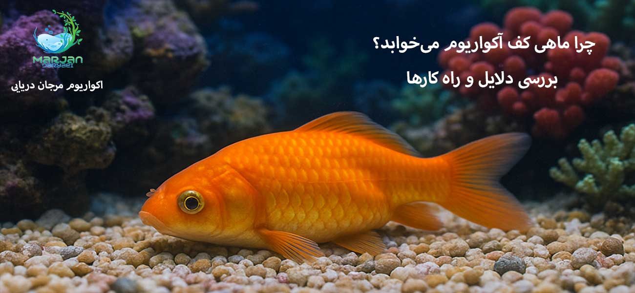 خوابیدن ماهی کف آکواریوم