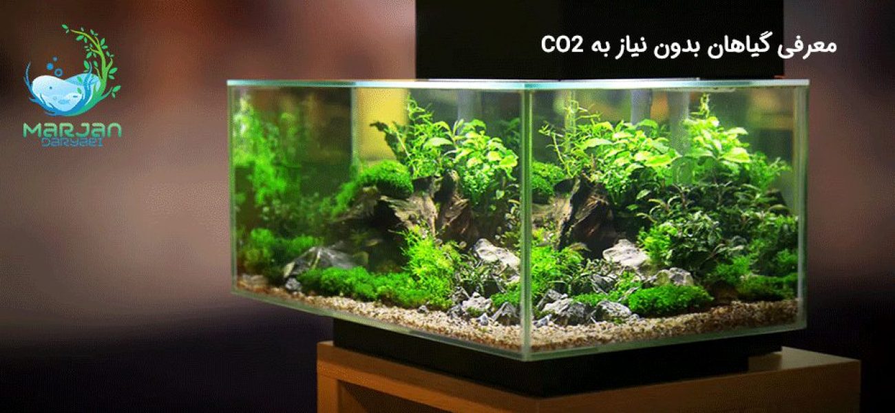 گیاهان بدون نیاز به CO2