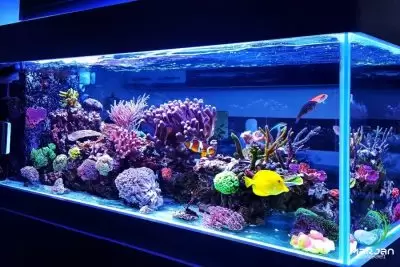 اکواریوم آب شور- مرجان دریایی